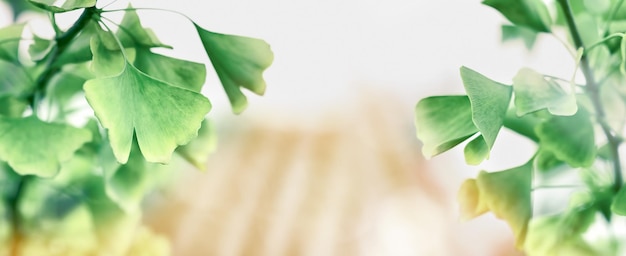 Natural ginkgo biloba background of green branches. Copy space, selective focus.