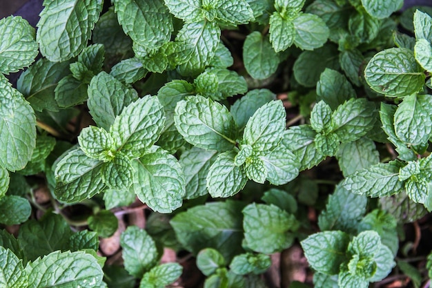 Natural green background of mint leaves