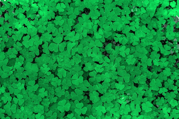 Natural green background Plant and herb texture Leafs green young fresh oxalis shamrock trefoil closeup Beautiful background with green clover leaves for Saint Patrick's day