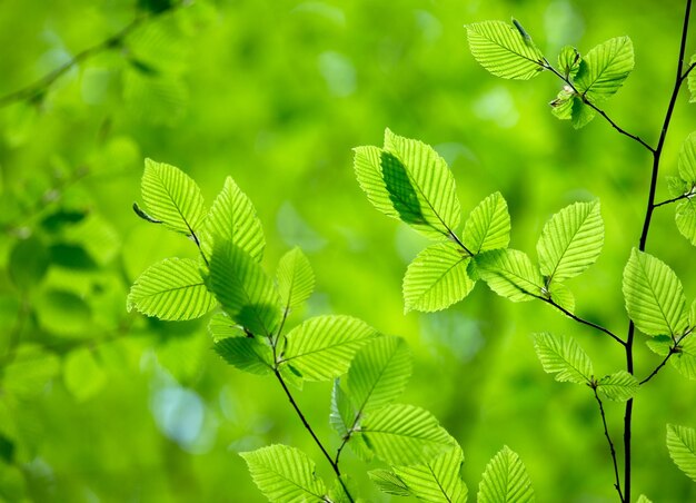 Natural green background