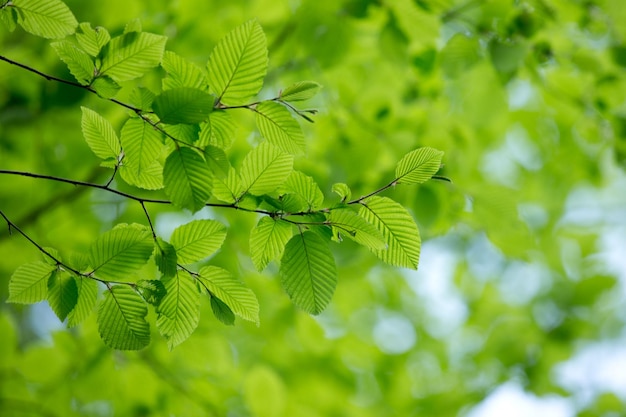 Natural green background