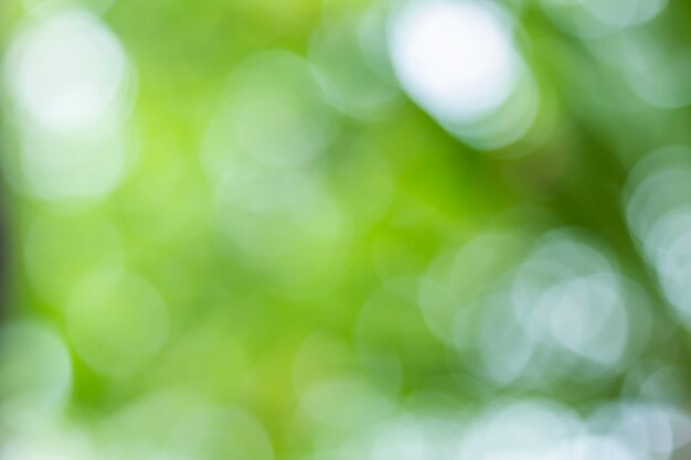 Natural green blurred background 