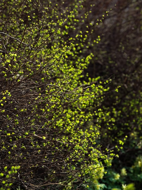 Natural green. Buds blooming in the spring.