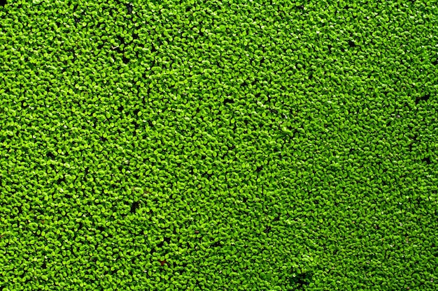 Natural green duckweeds on the water