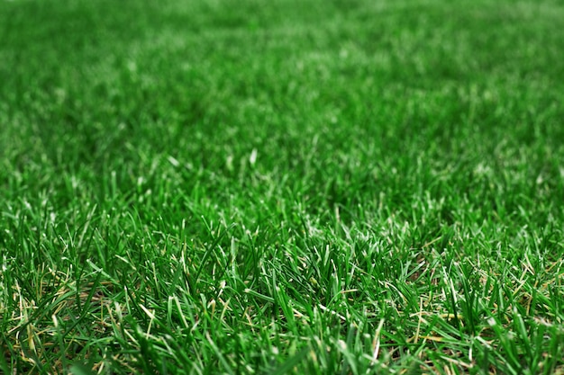 Natural green grass background