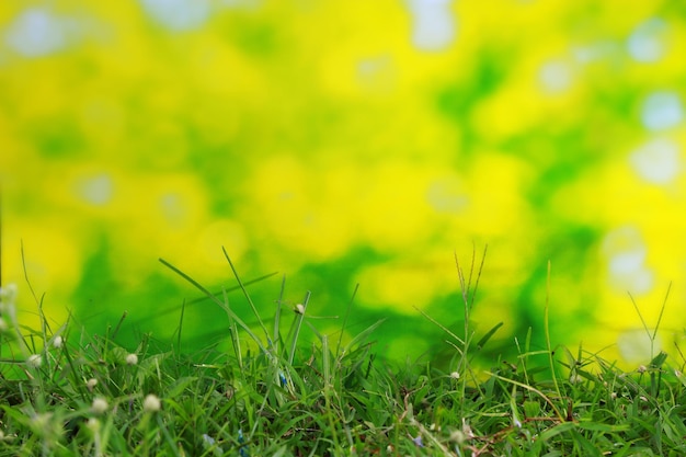 natural green grass with abstract green bokeh background