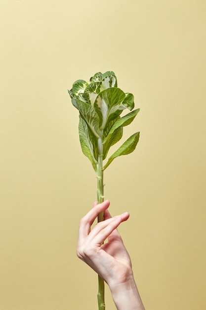 Natural green leaf plant in a womans hand