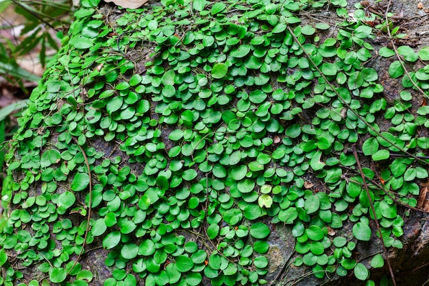 Natural green leaf in the wild for background and design