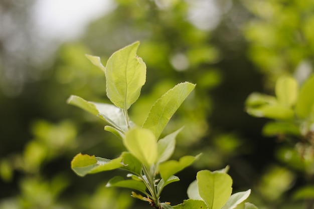 Natural green leaves as summer background cover page environment ecology or greenery wallpaper