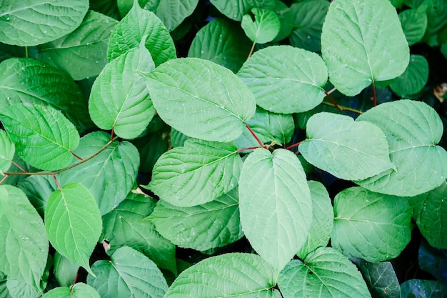 Natural green leaves background in spring park