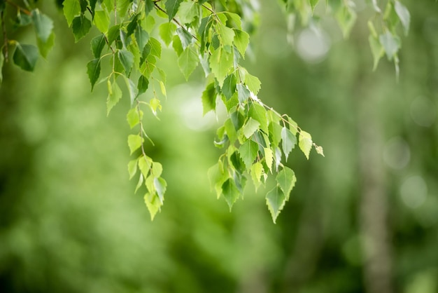 Natural green leaves on a natural background