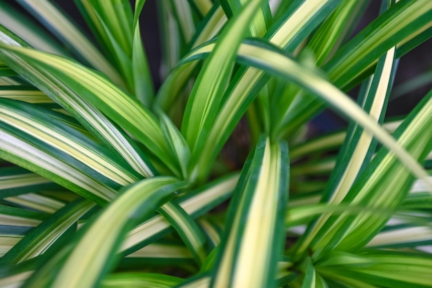 Natural green leaves pattern background Close up leaf beautiful in the tropical forest plant jungle