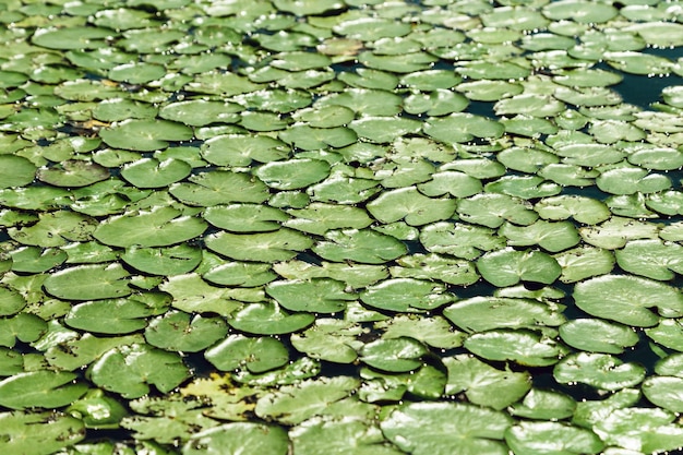 Natural green leaves texture outside on surface of water Green leaves of water lilies on lake