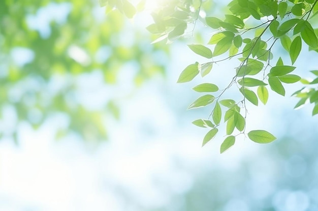 Natural green leaves with blur bokeh spring or summer background