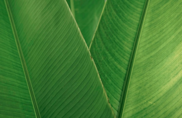 Natural green organic leaf textured background Tropical stylish banana foliage plant decorating