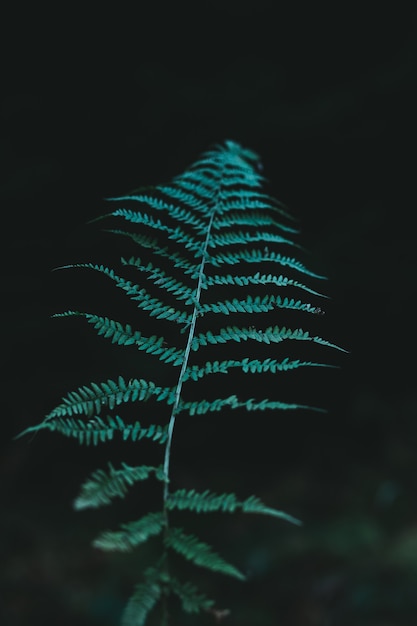 Natural green plants fern in the mountain. Aqua Menthe color 2020 trends!