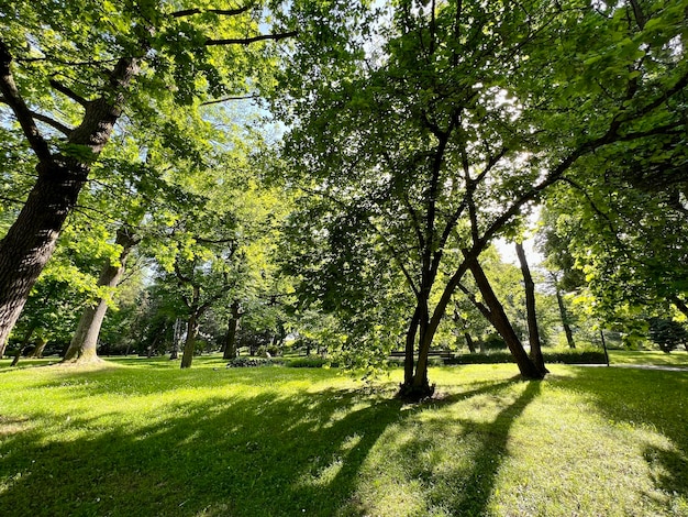 Natural green and sunny park among the trees