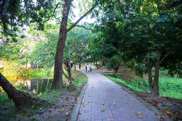 Natural Green Tree in the Park