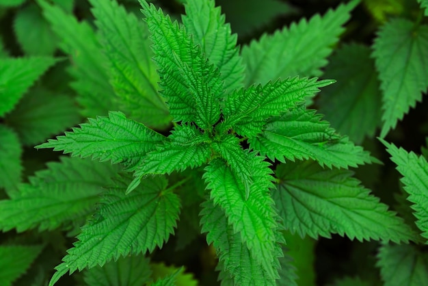 Natural herbal medicine background bunch of common nettle Urtica dioica in closeup