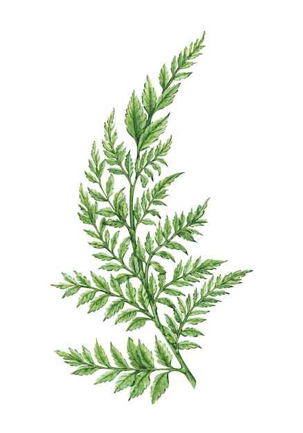 Natural illustration with watercolor leaf of fern on white