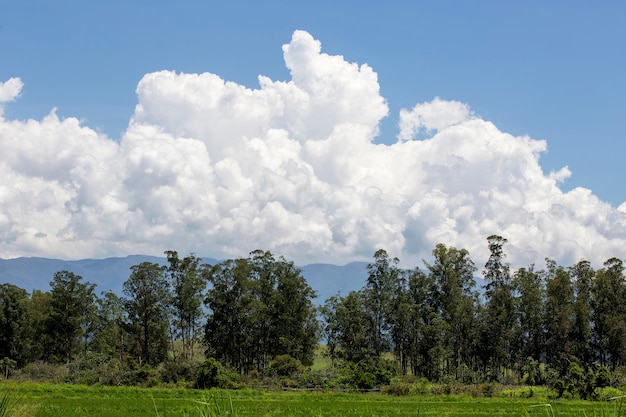 Natural landscape: cumulus clouds in dramatic formation over the chain of hills, and the row of trees. Serra da Mantiqueira, Sao Paulo state, Brazil