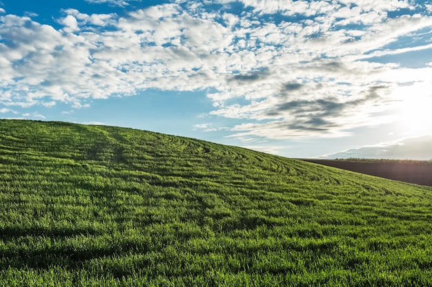 Natural landscape of green field on background of sunset and blue cloudy sky.