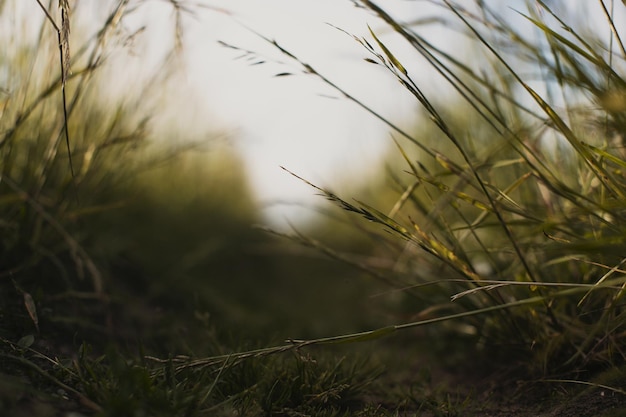 Natural landscape of green grass blades close up in the countryside Beautiful natural countryside landscape with strong blurry background