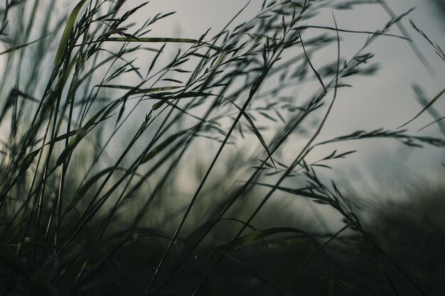 Natural landscape of green grass blades close up in the countryside Beautiful natural countryside landscape with strong blurry background