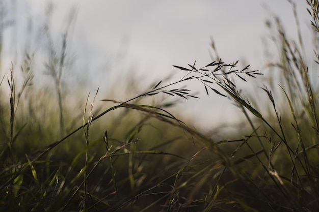 Natural landscape of green grass blades close up in the countryside Beautiful natural countryside landscape with strong blurry background