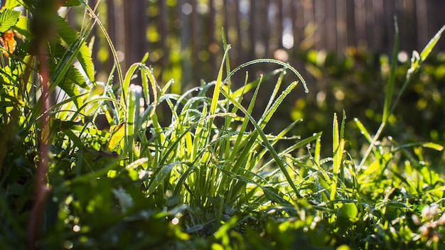 Natural landscape of green grass blades close up in the countryside Beautiful natural countryside landscape with strong blurry background