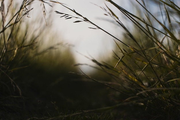 Natural landscape of green grass blades close up in the countryside Beautiful natural countryside landscape with strong blurry background