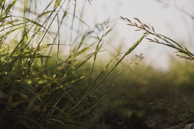 Natural landscape of green grass blades close up in the countryside Beautiful natural countryside landscape with strong blurry background