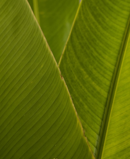 Natural large green leaves textured background Tropical stylish banana leaf decorating backdrop