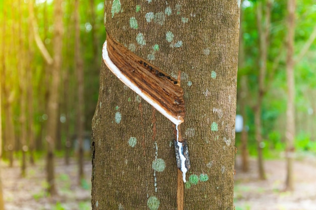 Natural latex para dripping from a rubber tree at a rubber tree plantation