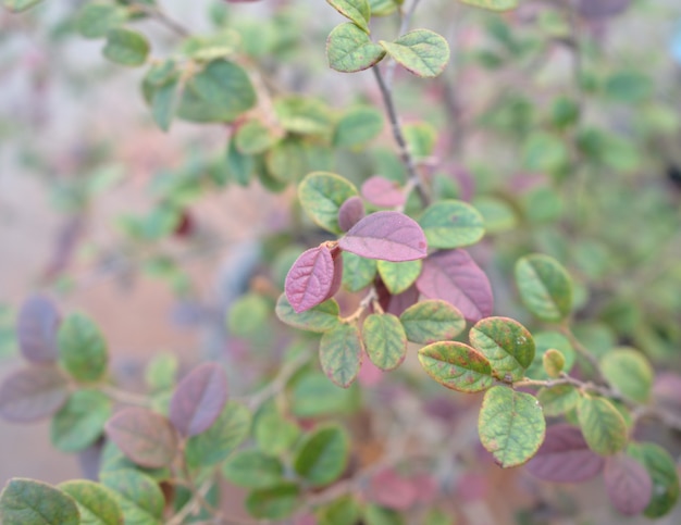 Natural leaf texture background. New baby green leaves.