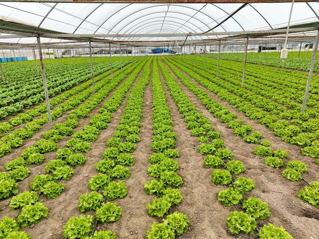 Natural lettuce grown in greenhouse . Organic agriculture, Izmir - Turkey