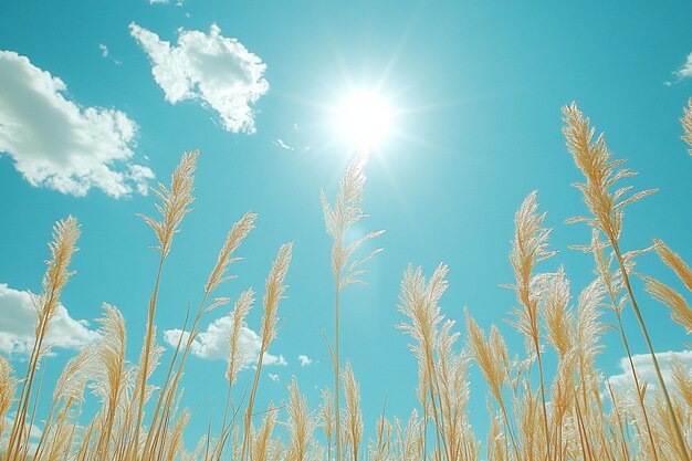 Photo natural light on sunny hillside photo