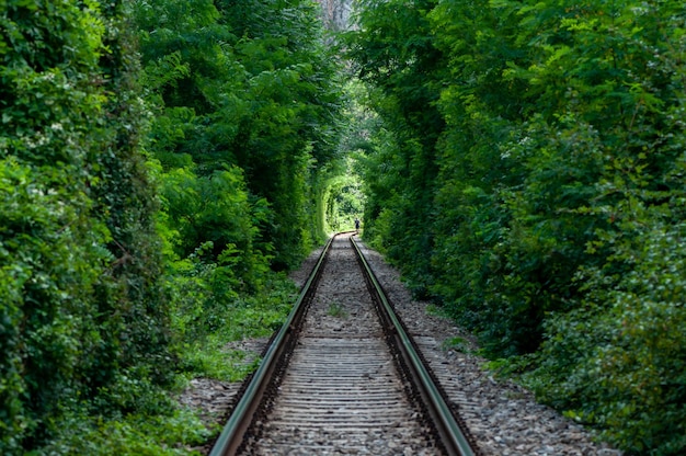 A natural love tunnel formed by trains cutting off the branches of the trees Green foliage Unrecognizable people