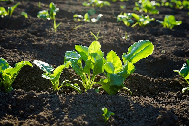 Natural organic food crop growing in rich black earth soil closeup. Agricultural plants.