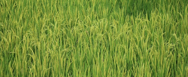 Natural paddy or rice field in Bangladesh.