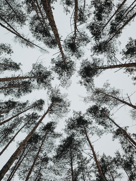 Natural park in winter snow