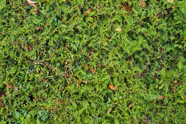 Natural pattern background of green plants