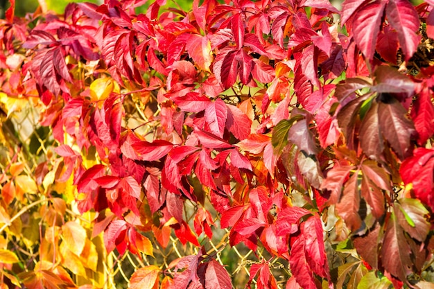 Natural pattern made by nature. Colorful season. Beautiful autumn background. Autumn leaves backdrop. Fall season advertisement. Nature beauty. Natural colors. Autumn branches. Autumn red leaves.