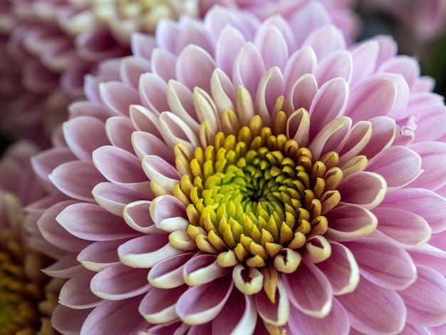 Natural pink flower background