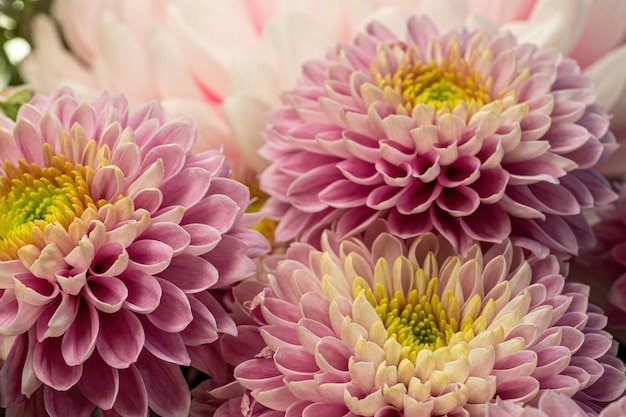 Natural pink flower background