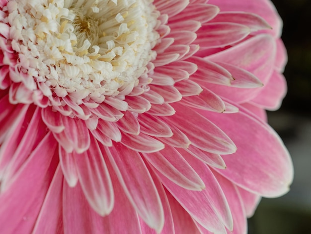 Natural pink flower background