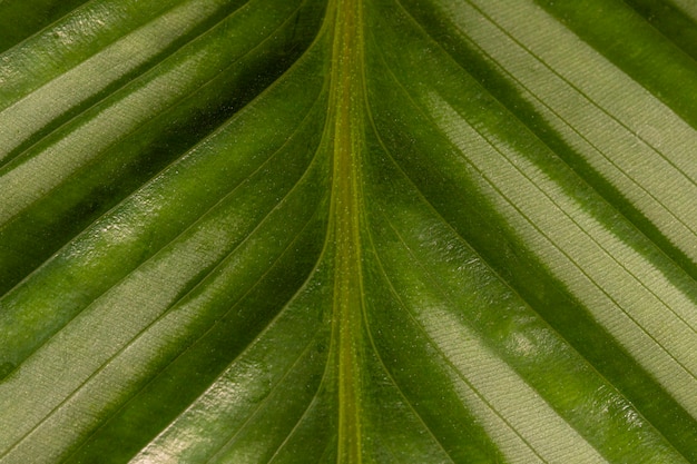 Natural plant leaf stem with texture