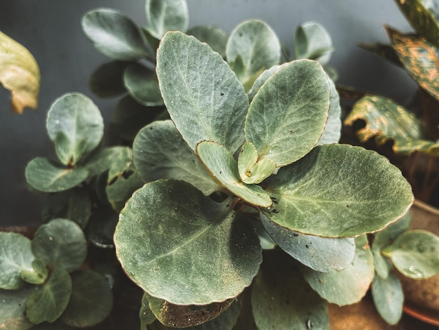 natural plant with leaf focus