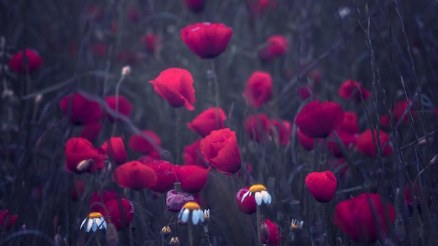 Natural poppies in the field at sunrise with yellow flowers among the herbs