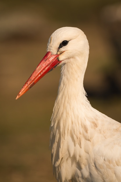 Natural profile of a elegant stork